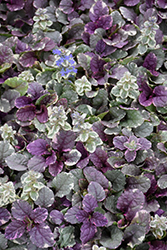 Burgundy Glow Bugleweed (Ajuga reptans 'Burgundy Glow') at The Mustard Seed