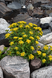Russian Stonecrop (Sedum kamtschaticum) at The Mustard Seed