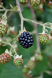 Blackberry (Rubus fruticosus) at The Mustard Seed