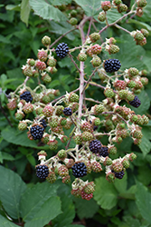 Blackberry (Rubus fruticosus) at The Mustard Seed