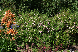 Pink Beauty Potentilla (Potentilla fruticosa 'Pink Beauty') at The Mustard Seed