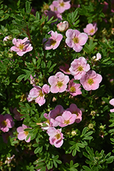 Pink Beauty Potentilla (Potentilla fruticosa 'Pink Beauty') at The Mustard Seed