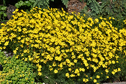 Zagreb Tickseed (Coreopsis verticillata 'Zagreb') at The Mustard Seed