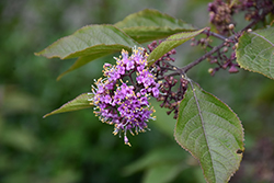 Profusion Beautyberry (Callicarpa bodinieri 'Profusion') at The Mustard Seed