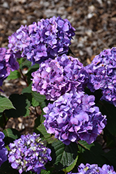 Bloomstruck Hydrangea (Hydrangea macrophylla 'PIIHM-II') at The Mustard Seed