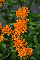 Butterfly Weed (Asclepias tuberosa) at The Mustard Seed