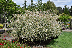 Tricolor Willow (Salix integra 'Hakuro Nishiki') at The Mustard Seed