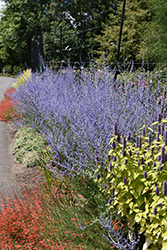 Russian Sage (Perovskia atriplicifolia) at The Mustard Seed