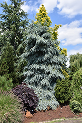 Bush's Lace Engelmann Spruce (Picea engelmannii 'Bush's Lace') at The Mustard Seed