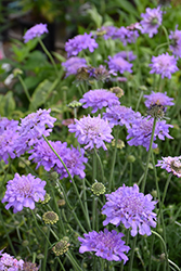Flutter Deep Blue Pincushion Flower (Scabiosa columbaria 'Balfluttdelu') at The Mustard Seed