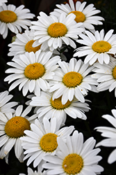 Snowcap Shasta Daisy (Leucanthemum x superbum 'Snowcap') at The Mustard Seed