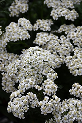 New Vintage White Yarrow (Achillea millefolium 'Balvinwite') at The Mustard Seed