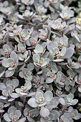 SunSparkler Blue Elf Sedoro (Sedoro 'Blue Elf') at The Mustard Seed