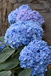 Blue Enchantress Hydrangea (Hydrangea macrophylla 'Monmar') at The Mustard Seed