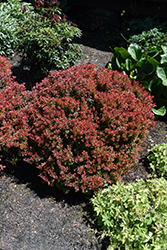 Golden Ruby Barberry (Berberis thunbergii 'Goruzam') at The Mustard Seed