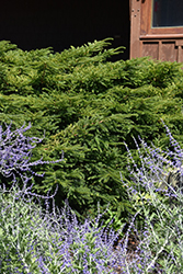Emerald Spreader Yew (Taxus cuspidata 'Emerald Spreader') at The Mustard Seed