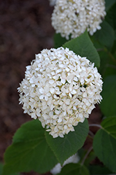 Seaside Serenade Bar Harbor Hydrangea (Hydrangea arborescens 'SMHAMWM') at The Mustard Seed