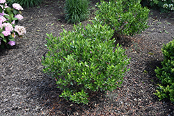 Nordic Inkberry Holly (Ilex glabra 'Nordic') at The Mustard Seed