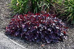 Plum Pudding Coral Bells (Heuchera 'Plum Pudding') at The Mustard Seed