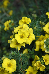 Cheesehead Potentilla (Potentilla fruticosa 'SMPFMY') at The Mustard Seed