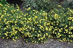 Cheesehead Potentilla (Potentilla fruticosa 'SMPFMY') at The Mustard Seed