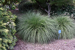 Hameln Dwarf Fountain Grass (Pennisetum alopecuroides 'Hameln') at The Mustard Seed