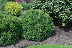 Green Velvet Boxwood (Buxus 'Green Velvet') at The Mustard Seed