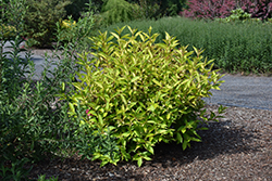 Golden Jackpot Weigela (Weigela florida 'MonRigney') at The Mustard Seed