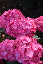 Seaside Serenade Hamptons Hydrangea (Hydrangea macrophylla 'HORTHAMP') at The Mustard Seed
