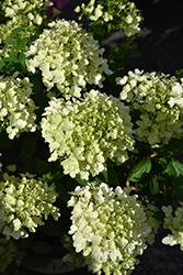 Candy Apple Hydrangea (Hydrangea paniculata 'SMHPMWMH') at The Mustard Seed