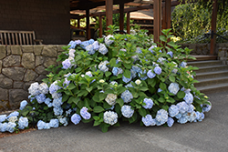 Blue Enchantress Hydrangea (Hydrangea macrophylla 'Monmar') at The Mustard Seed