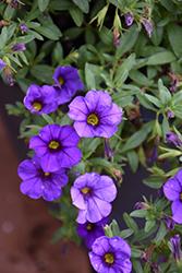 Aloha Kona Midnight Blue Calibrachoa (Calibrachoa 'Aloha Kona Midnight Blue') at The Mustard Seed