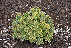 Lime Twister Stonecrop (Sedum 'Lime Twister') at The Mustard Seed
