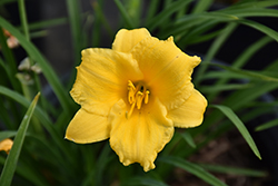 Stella de Oro Daylily (Hemerocallis 'Stella de Oro') at The Mustard Seed