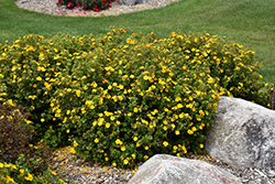 Mandarin Tango Potentilla (Potentilla fruticosa 'Jefman') at The Mustard Seed