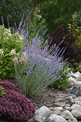Little Spire Russian Sage (Perovskia 'Little Spire') at The Mustard Seed