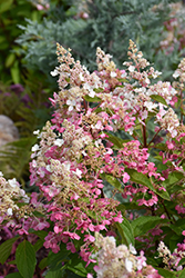 Pinky Winky Hydrangea (tree form) (Hydrangea paniculata 'DVP PINKY') at The Mustard Seed