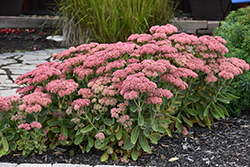 Autumn Fire Stonecrop (Sedum spectabile 'Autumn Fire') at The Mustard Seed