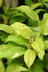 Prismacolor Lemon Lime Philodendron (Philodendron 'Lemon Lime') at The Mustard Seed