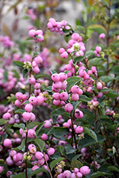 Candy Coralberry (Symphoricarpos x doorenbosii 'Kolmcan') at The Mustard Seed