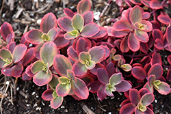Sunsparkler Wildfire Stonecrop (Sedum 'Wildfire') at The Mustard Seed