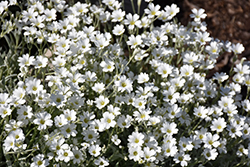 Yo Yo Snow-In-Summer (Cerastium tomentosum 'Yo Yo') at The Mustard Seed
