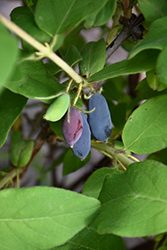 Aurora Honeyberry (Lonicera caerulea 'Aurora') at The Mustard Seed