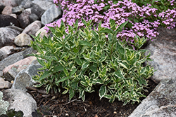 Cool Splash Bush Honeysuckle (Diervilla sessilifolia 'LPDC Podaras') at The Mustard Seed
