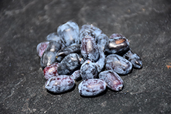 Berry Smart Blue Honeyberry (Lonicera caerulea 'Berry Smart Blue') at The Mustard Seed