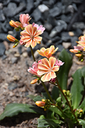 Elise Mixed Bitterroot (Lewisia cotyledon 'Elise') at The Mustard Seed