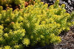 Angelina Stonecrop (Sedum rupestre 'Angelina') at The Mustard Seed