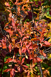 Japanese White Spirea (Spiraea albiflora) at The Mustard Seed