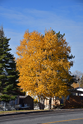 Clump Paper Birch (Betula papyrifera '(clump)') at The Mustard Seed