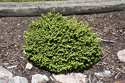 Little Gem Spruce (Picea abies 'Little Gem') at The Mustard Seed